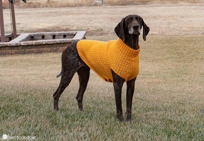 Free easy crochet dog sweater patterns on sale for small dogs